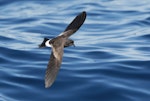 Wilson's storm petrel. Adult in flight. Port MacDonnell pelagic, South Australia, March 2017. Image © Craig Greer by Craig Greer.