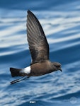 Wilson's storm petrel. Adult in flight showing dark underwing. Tutukaka Pelagic out past Poor Knights Islands, October 2021. Image © © Scott Brooks (ourspot) by Scott Brooks.