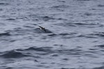 Wilson's storm petrel. Side view of adult in flight. At sea off Whangaroa Harbour, Northland, January 2011. Image © Jenny Atkins by Jenny Atkins.