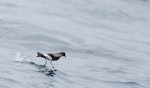 Wilson's storm petrel. Adult walking on water. At sea off Port Fairy, Victoria, Australia, April 2013. Image © Sonja Ross by Sonja Ross.