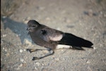 Wilson's storm petrel. Adult on ground. Hop Island, Prydz Bay, Antarctica, January 1990. Image © Colin Miskelly by Colin Miskelly.