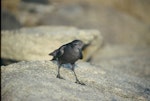 Wilson's storm petrel. Adult on rock. Hop Island, Prydz Bay, Antarctica, February 1990. Image © Colin Miskelly by Colin Miskelly.