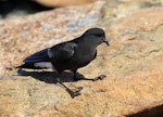 Wilson's storm petrel. Adult at breeding colony. Haswell Island, near Mirny Station, Antarctica, December 2015. Image © Sergey Golubev by Sergey Golubev.