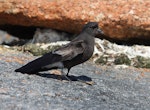 Wilson's storm petrel. Adult at breeding colony. Haswell Island, near Mirny Station, Antarctica, December 2015. Image © Sergey Golubev by Sergey Golubev.