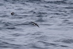 Wilson's storm petrel. Rear view of adult in flight. At sea off Whangaroa Harbour, Northland, January 2011. Image © Jenny Atkins by Jenny Atkins.