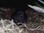 Wilson's storm petrel. Adult incubating egg in nest cavity. Ile aux Cochons, Iles Kerguelen, January 2016. Image © Colin Miskelly by Colin Miskelly.