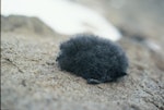 Wilson's storm petrel. Chick. Hop Island, Prydz Bay, Antarctica, February 1990. Image © Colin Miskelly by Colin Miskelly.