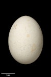 Wilson's storm petrel. Egg 35.3 x 25.6 mm (NMNZ OR.011932, collected by Frederich-Carl Kinsky). Cape Hallett, Ross Sea, Antarctica, January 1966. Image © Te Papa by Jean-Claude Stahl.