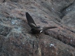 Wilson's storm petrel. Adult at breeding colony. Nunatak Komsomol, Mirny Station, Antarctica, February 2015. Image © Sergey Golubev by Sergey Golubev.