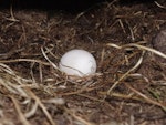 Wilson's storm petrel. Nest and egg. Ile aux Cochons, Iles Kerguelen, January 2016. Image © Colin Miskelly by Colin Miskelly.