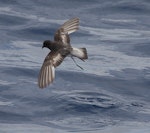 Grey-backed storm petrel | Reoreo. Dorsal view of adult in flight. At sea, off Eaglehawk Neck, Tasmania, Australia, February 2010. Image © Brook Whylie by Brook Whylie.