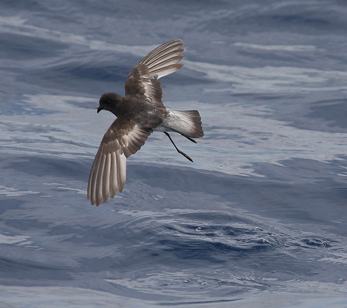 Grey-backed storm petrel | Reoreo. Dorsal view of adult in flight. At sea, off Eaglehawk Neck, Tasmania, Australia, February 2010. Image © Brook Whylie by Brook Whylie.