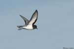 Grey-backed storm petrel | Reoreo. In flight ventral. Kaikoura pelagic, June 2016. Image © Michael Ashbee by Michael Ashbee.