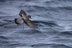 Grey-backed storm petrel | Reoreo. In flight. At sea off Moeraki, October 2021. Image © Oscar Thomas by Oscar Thomas.