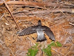 Grey-backed storm petrel | Reoreo. Adult showing upper surface with wings spread. Chatham Island, October 2007. Image © Graeme Taylor by Graeme Taylor.