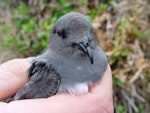 Grey-backed storm petrel | Reoreo. Adult in hand, natural light. Chatham Island, November 2007. Image © Graeme Taylor by Graeme Taylor.