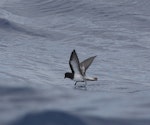 Grey-backed storm petrel | Reoreo. Adult in flight showing underwing and belly. At sea, off Eaglehawk Neck, Tasmania, Australia, February 2010. Image © Brook Whylie by Brook Whylie.