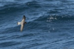 Grey-backed storm petrel | Reoreo. In flight dorsal. Kaikoura pelagic, June 2016. Image © Mike Ashbee by Mike Ashbee.