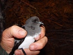 Grey-backed storm petrel | Reoreo. Adult in hand showing head and bill. Chatham Island, October 2007. Image © Graeme Taylor by Graeme Taylor.