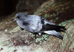 Grey-backed storm petrel | Reoreo. Adult showing back and folded wings. Rangatira Island, Chatham Islands, July 1986. Image © Colin Miskelly by Colin Miskelly.