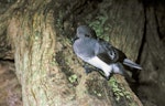 Grey-backed storm petrel | Reoreo. Adult showing webbing. Rangatira Island, Chatham Islands, July 1986. Image © Colin Miskelly by Colin Miskelly.