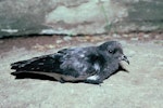 Grey-backed storm petrel | Reoreo. Side view of adult on the ground. Mangere Island, Chatham Islands, January 1988. Image © Alan Tennyson by Alan Tennyson.