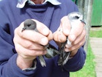 Grey-backed storm petrel | Reoreo. Adult in hand (left) and white-faced storm petrel. Chatham Islands, Near Taiko camp, October 2007. Image © Graeme Taylor by Graeme Taylor.