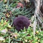 Grey-backed storm petrel | Reoreo. Downy chick. Rangatira Island, Chatham Islands, December 1983. Image © Colin Miskelly by Colin Miskelly.