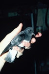 Grey-backed storm petrel | Reoreo. Adult in the hand. Mangere Island, Chatham Islands, January 1988. Image © Alan Tennyson by Alan Tennyson.