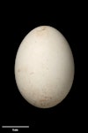 Grey-backed storm petrel | Reoreo. Egg 30.5 x 22.2 mm (NMNZ OR.021213). Houruakopara Island, Chatham Islands, January 1979. Image © Te Papa by Jean-Claude Stahl.