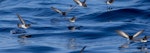 Grey-backed storm petrel | Reoreo. Flock foraging. Chatham Islands, April 2019. Image © Hadoram Shirihai by Hadoram Shirihai.