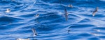 Grey-backed storm petrel | Reoreo. Flock foraging. Chatham Islands, April 2019. Image © Hadoram Shirihai by Hadoram Shirihai.