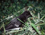 Grey-backed storm petrel | Reoreo. Adult at night. Rangatira Island, Chatham Islands, January 2002. Image © Department of Conservation (image ref: 10050875) by Helen Gummer, Department of Conservation.