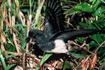 Grey-backed storm petrel | Reoreo. Adult with wings raised. Rangatira Island, December 1984. Image © Department of Conservation (image ref: 10054737) by Don Merton, Department of Conservation.