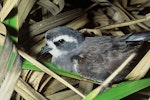 White-faced storm petrel | Takahikare. Close view of adult head. Lizard Island, Mokohinau Islands, November 1993. Image © Department of Conservation (image ref: 10050684) by Terry Greene, Department of Conservation.