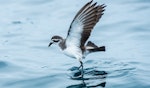 White-faced storm petrel | Takahikare. Wings raised showing underwing. Rangaunu Bay, January 2017. Image © Les Feasey by Les Feasey.