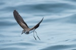 White-faced storm petrel | Takahikare. Adult in flight. Rangaunu Bay, January 2017. Image © Les Feasey by Les Feasey.