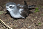 White-faced storm petrel | Takahikare. Adult at breeding colony. Rangatira Island, Chatham Islands, October 2020. Image © James Russell by James Russell.