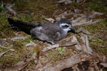 White-faced storm petrel | Takahikare. Adult on ground showing back. Kundy Island, Stewart Island, March 2011. Image © Colin Miskelly by Colin Miskelly.