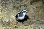 White-faced storm petrel | Takahikare. Close view of adult showing webbing. Aorangi Island, Poor Knights Islands, November 1981. Image © Albert Aanensen by Albert Aanensen.