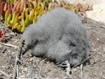 White-faced storm petrel | Takahikare. Chick. Burgess Island, Mokohinau Islands, February 2013. Image © Alan Tennyson by Alan Tennyson.