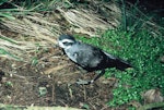 White-faced storm petrel | Takahikare. Adult standing showing metal leg band. North East Island, Snares Islands, November 1986. Image © Colin Miskelly by Colin Miskelly.