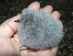 White-faced storm petrel | Takahikare. Chick. Rangatira Island, Chatham Islands, February 2018. Image © Graeme Taylor by Graeme Taylor.