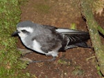 White-faced storm petrel | Takahikare. Fledgling on surface. Rangatira Island, February 2004. Image © Graeme Taylor by Graeme Taylor.