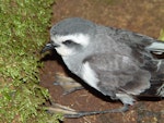 White-faced storm petrel | Takahikare. Fledgling on surface. Rangatira Island, February 2004. Image © Graeme Taylor by Graeme Taylor.