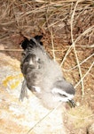 White-faced storm petrel | Takahikare. Fledgling. Burgess Island, Mokohinau Islands, February 2013. Image © Alan Tennyson by Alan Tennyson.