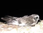 White-faced storm petrel | Takahikare. Fledgling. Burgess Island, Mokohinau Islands, February 2013. Image © Alan Tennyson by Alan Tennyson.