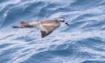 White-faced storm petrel | Takahikare. Adult - first live record from New Zealand of the Australian subspecies. At sea off Kawhia, April 2016. Image © Matthias Dehling by Matthias Dehling.