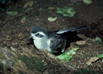 White-faced storm petrel | Takahikare. Close view of adult head. Rangatira Island, Chatham Islands, January 1979. Image © Department of Conservation (image ref: 10033382) by David Garrick, Department of Conservation.