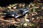 White-faced storm petrel | Takahikare. Adult standing. Rangatira Island, Chatham Islands, January 2000. Image © Department of Conservation (image ref: 10054736) by Don Merton, Department of Conservation.